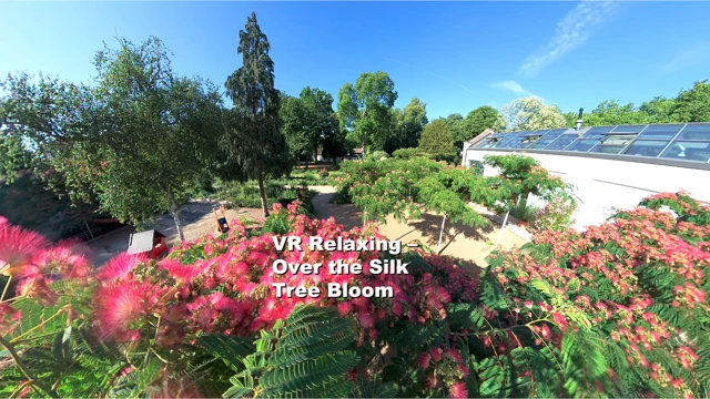 VR Relaxing – Over the Silk Tree Bloom cover