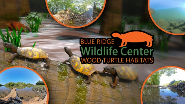BRWC: Wood Turtle Habitats cover